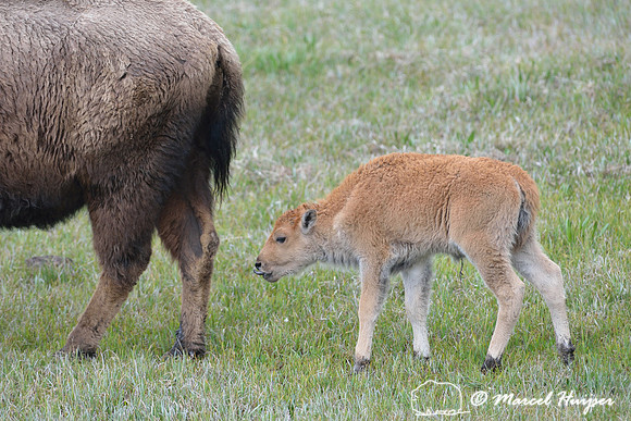 Newborn bison (Bison bison) calf with umbilical cord still visible, Wyoming, USA