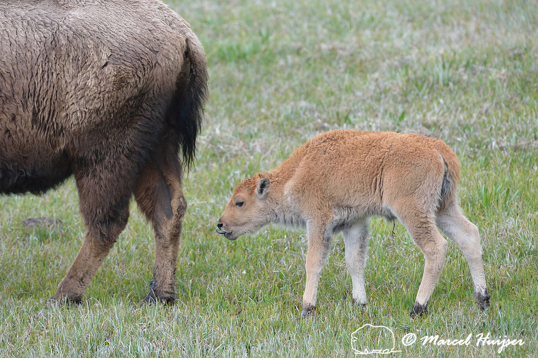 Newborn bison (Bison bison) calf with umbilical cord still visible, Wyoming, USA