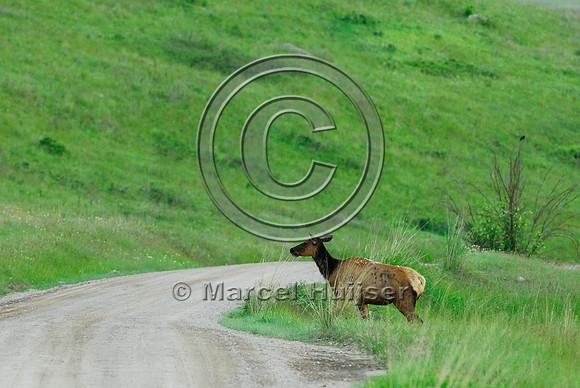 Elk (Cervus canadensis) crossing dirt road
