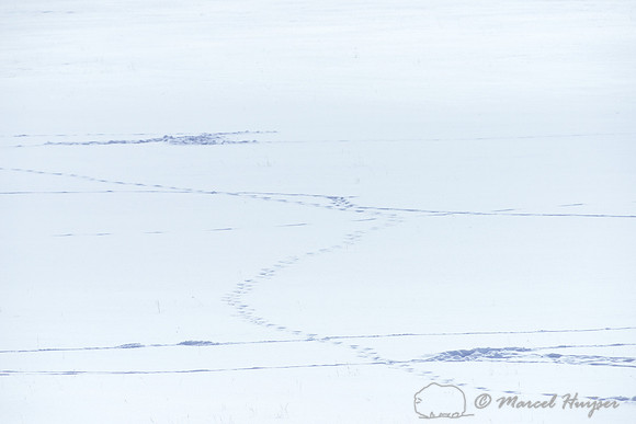 Bison (Bison bison) tracks in the snow, Wyoming, USA
