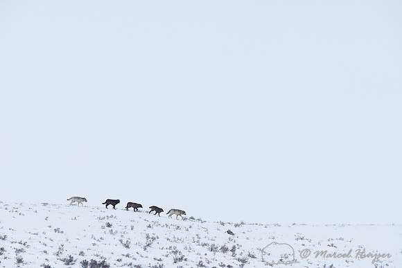 _DSC1657 Wolves (Canis lupus), Lamar Canyon Pack February 2015, Yellowstone National Park, Wyoming, USA