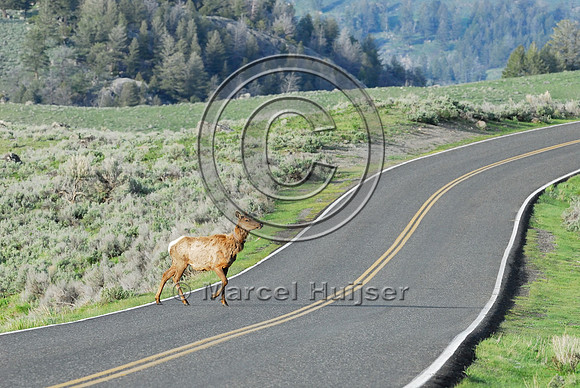 Elk (Cervus canadensis) approaching and crossing road, WY