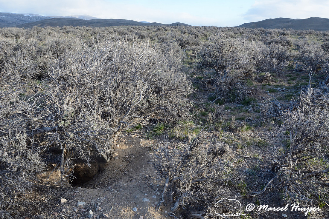 Pygmy rabbit (Brachylagus idahoensis) burrow, Montana, USA