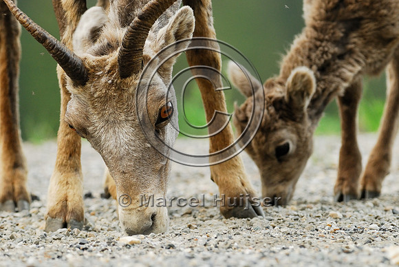 Bighorn sheep (Ovis canadensis) ewe and lamb licking roadsalt on road shoulder, British Columbia, Canada