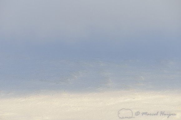 Snow and sky, Dovrefjell National Park, Norway