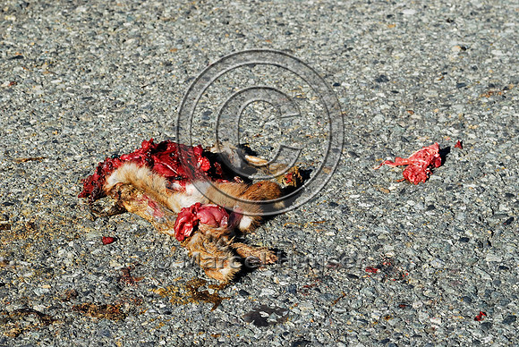 Snowshoe hare (Lepus americanus) roadkill, WA