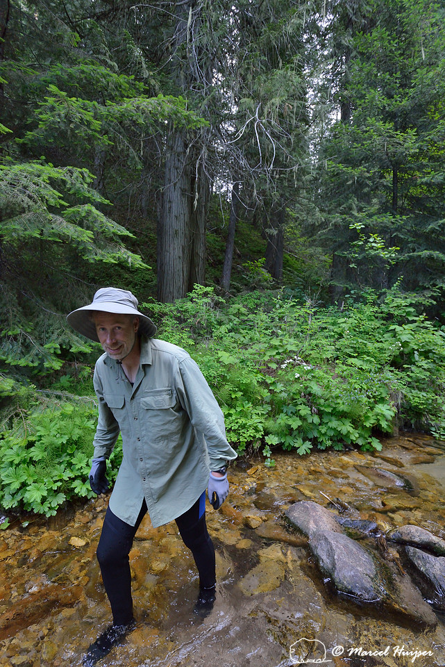 Marcel Huijser looks for salamanders in a creek, Lochsa drainage, Idaho, USA