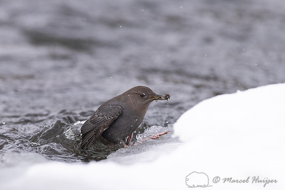 American dipper (Cinclus mexicanus)  foraging in river in winter