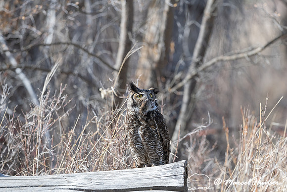 Great horned owl (Bubo virginianus) with prey, Montana