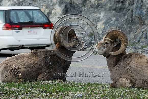 Bighorn sheep (Ovis canadensis) lying and ruminating in right-of-way next to road, AB