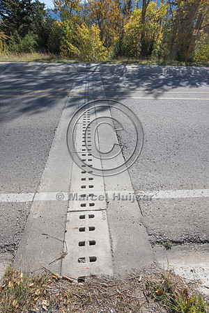 Barrier screens (fences) and culverts for long-toed salamander (