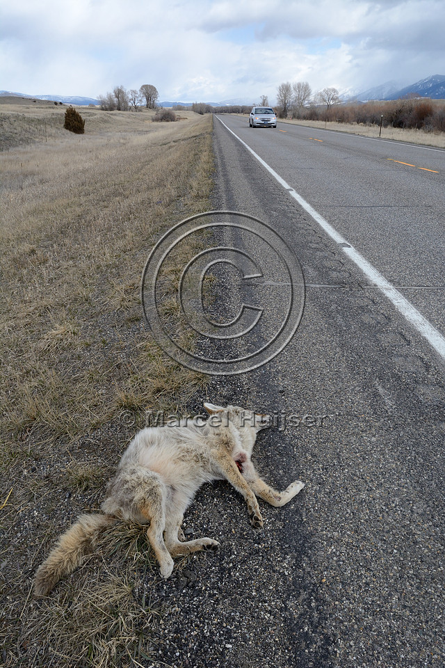Coyote (Canis latrans) roadkill, Montana, USA