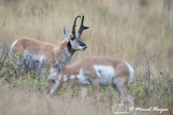 Pronghorn buck flehming (Antilocapra americana), Montana, USA
