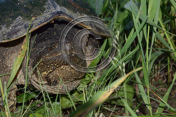 Common snapping turtle (Chelydra serpentina) leaves roadside after laying eggs along highway 49, Horicon Marsh, Wisconsin, USA