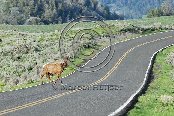Elk (Cervus canadensis) approaching and crossing road, WY