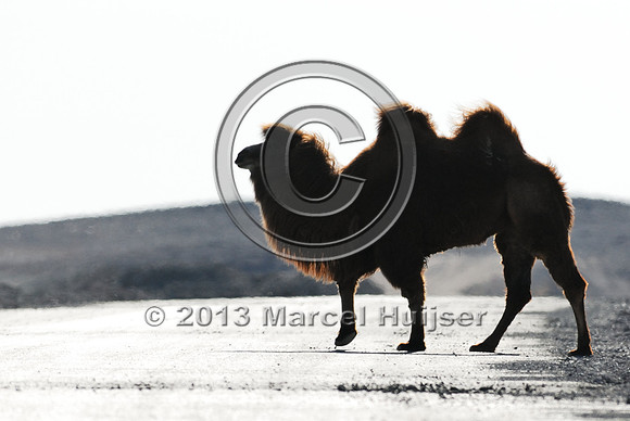 Domesticated Bactrian camel (Camelus bactrianus) crossing the road, Gobi, Mongolia