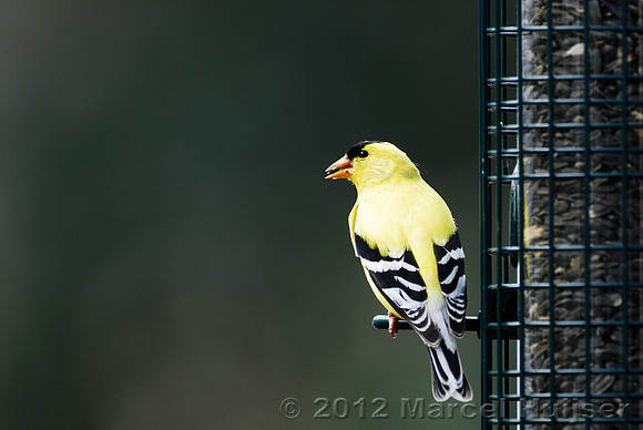 American goldfinch (Carduelis tristis) on the birdfeeder, Missoula, Montana, USA