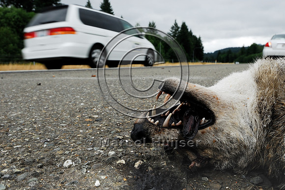 Coyote (Canis latrans) roadkill, WA