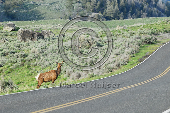 Elk (Cervus canadensis) approaching and crossing road, WY