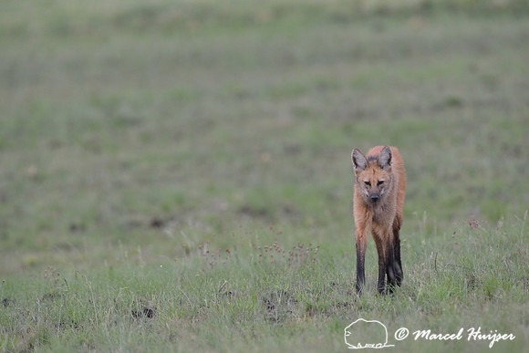 Maned wolf (Chrysocyon brachyurus), Parque Nacional da Serra da Canastra, Minas Gerais, Brazil