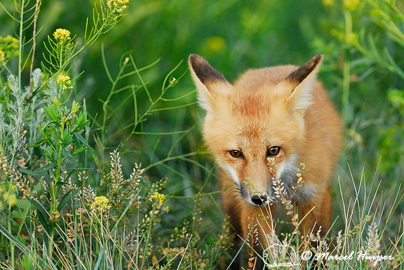 Portrait of red fox (Vulpes vulpes) kit, Montana, USA