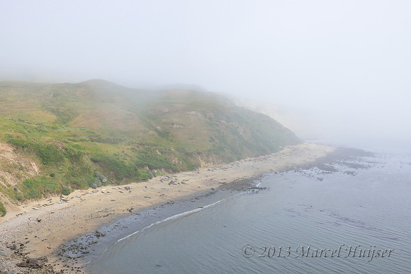 Northern elephant seal (Mirounga angustirostris) colony, Point Reyes National Seashore, California, USA