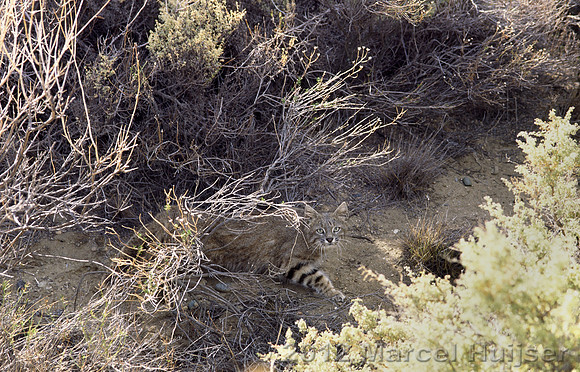 Pampas cat (Leopardus colocolo), Patagonia, Argentina. Listed as "Near threatened" (IUCN).