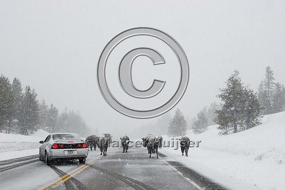 Bison (Bos bison) on road in snowstorm with traffic, MT