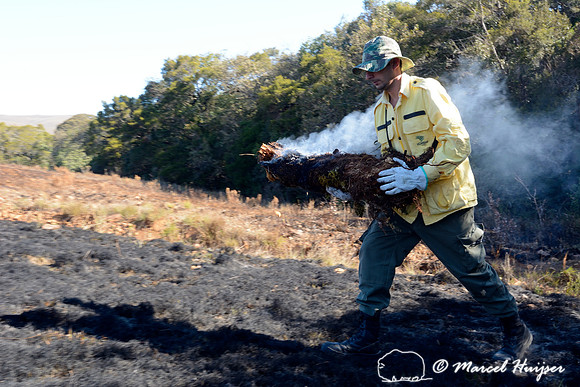 Fire fighter carries smoldering log to already burnt area, Parque Nacional da Serra da Bocaina, São Paulo, Brazil