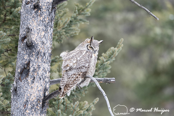 Great horned owl (Bubo virginianus), Montana