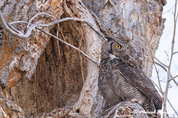 Great horned owl (Bubo virginianus) with prey at nest, Montana