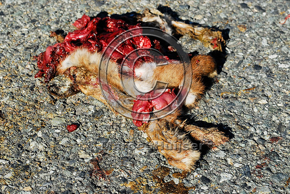 Snowshoe hare (Lepus americanus) roadkill, WA
