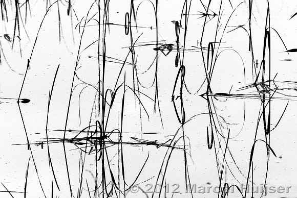 Aquatic vegetation in black and white, Idaho, USA