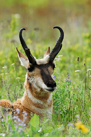 Pronghorn (Antilocapra americana) buck, Montana, USA