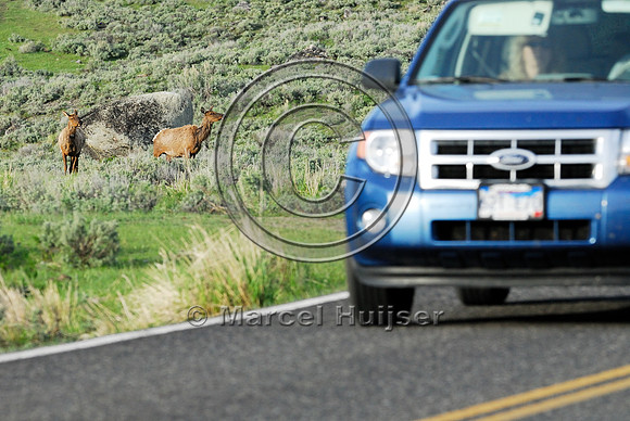 Elk (Cervus canadensis) approaching and crossing road, WY
