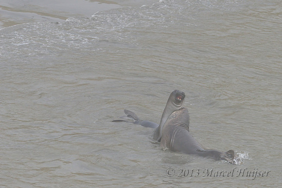 Northern elephant seal (Mirounga angustirostris) bulls fighting, Point Reyes National Seashore, California, USA