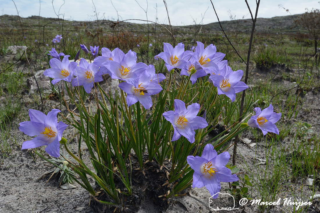 Purple wildflowers, Parque Nacional da Serra da Canastra, Minas Gerais, Brazil