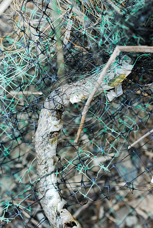 Eastern racer (Coluber constrictor) entangled in erosion control net, MT