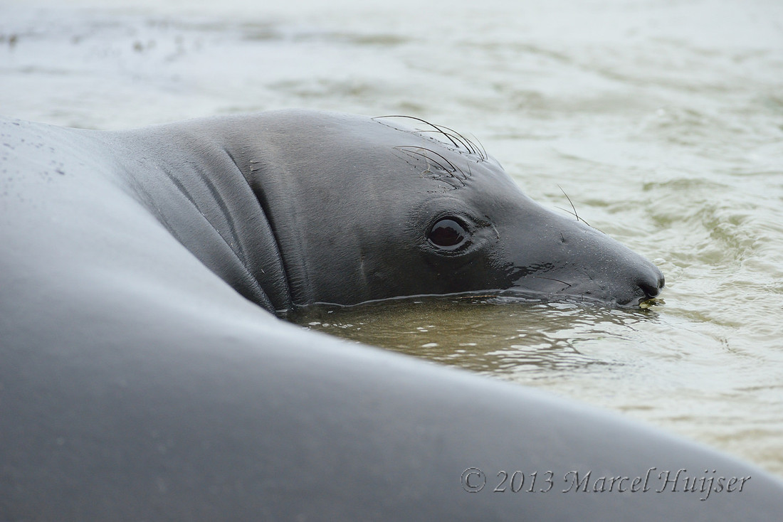 Northern elephant seal (Mirounga angustirostris), Point Reyes National Seashore, California, USA