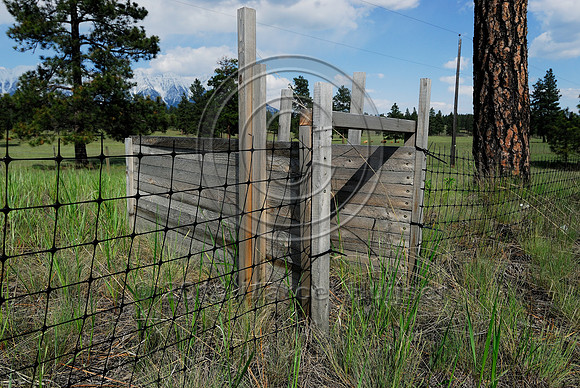 American badger (Taxidae taxus) escape gate and fence, BC