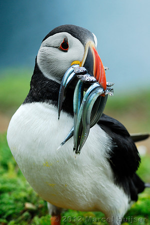 Puffin Fratercula arctica, Wales