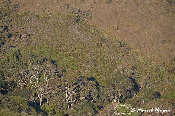 Atlantic forest in clouds, near Parque Nacional da Serra da Bocaina, São Paulo, Brazil