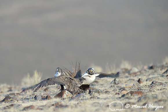 Greater sage-grouse (Centrocercus urophasianus) males fighting, Montana, USA