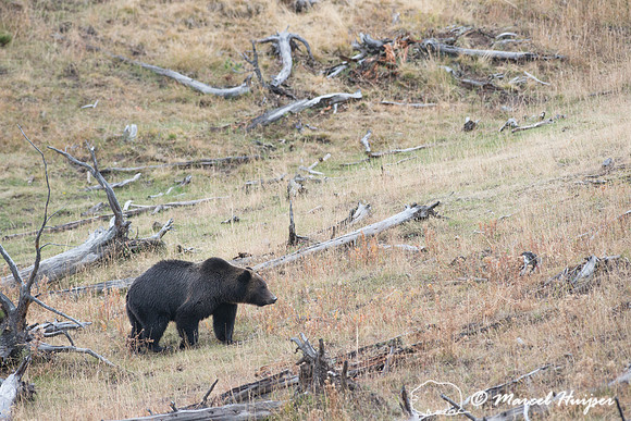 Grizzly bear (Ursus arctos),  Wyoming, USA