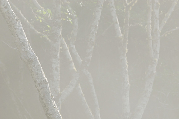Tree branches in the mist, Rialto Beach, Washington, USA