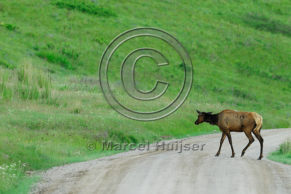 Elk (Cervus canadensis) crossing dirt road