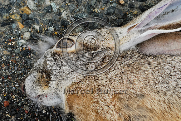 Black-tailed jackrabbit (Lepus californicus) roadkill, near Ft Jones, California, USA