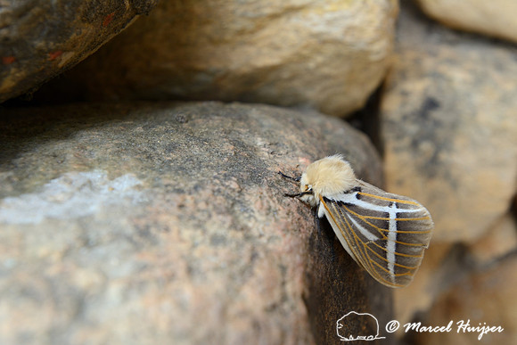 Moth at guard station Casca d'Anta, Parque Nacional Serra da Canastra, Minas Gerais, Brazil
