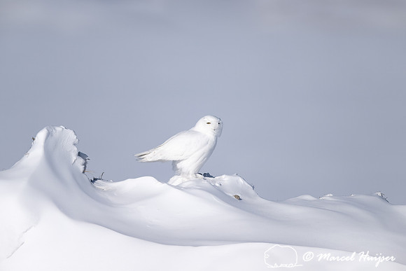 Snowy owl (Bubo scandiacus), mature white male, Alberta, Canada