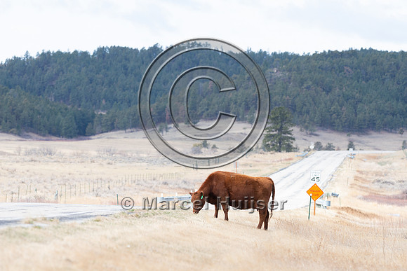 Cattle along the road, near Zortman, Montana